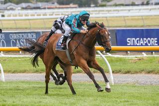 He Kin Fly (NZ) (Darci Brahma) scored his first stakes win in Saturday’s $50,000 Listed Speight’s Timaru Stakes. Photo: Race Images South